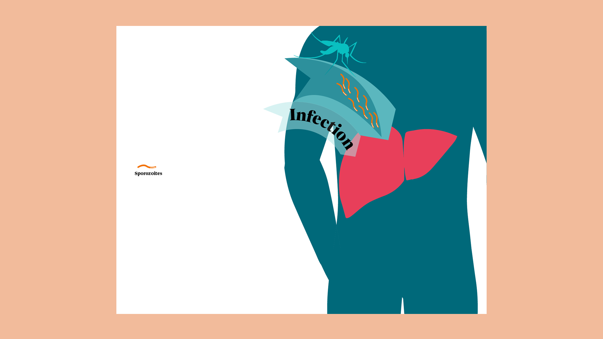Illustration showing the malaria infection lifecycle in humans