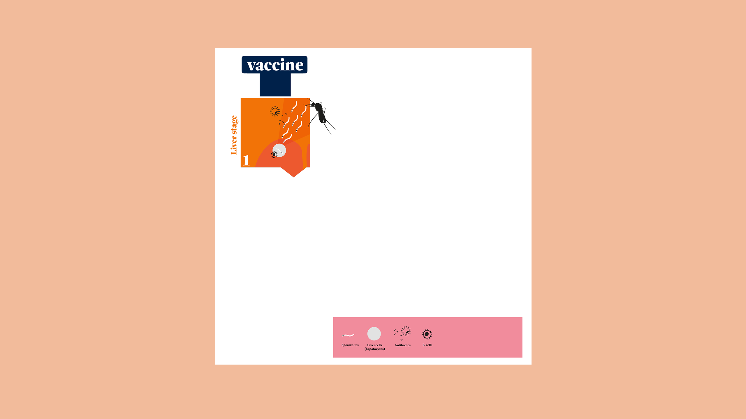 Illustration showing how the vaccine targets each stage of the shapeshifting parasite