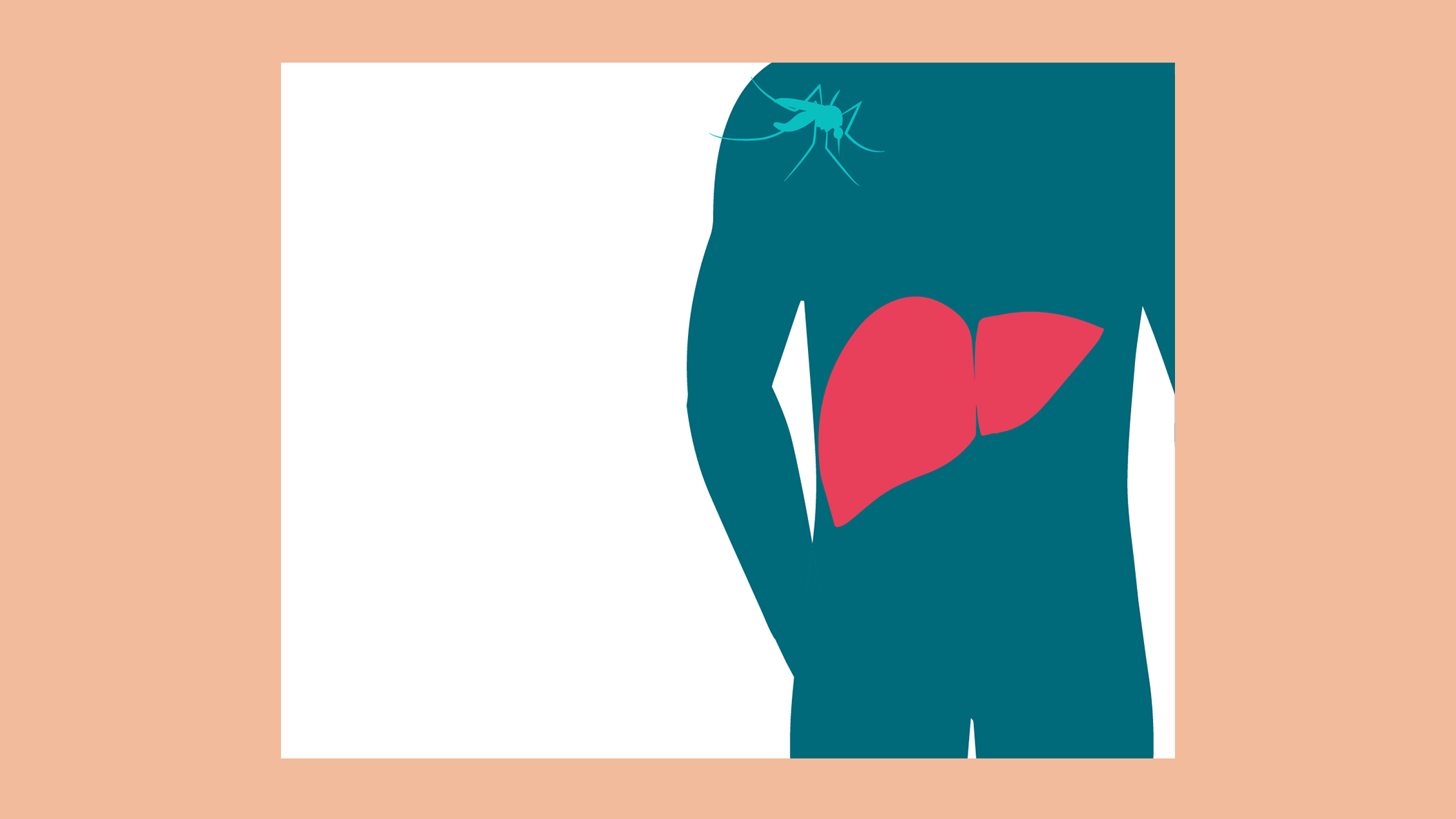 Illustration showing the malaria infection lifecycle in humans