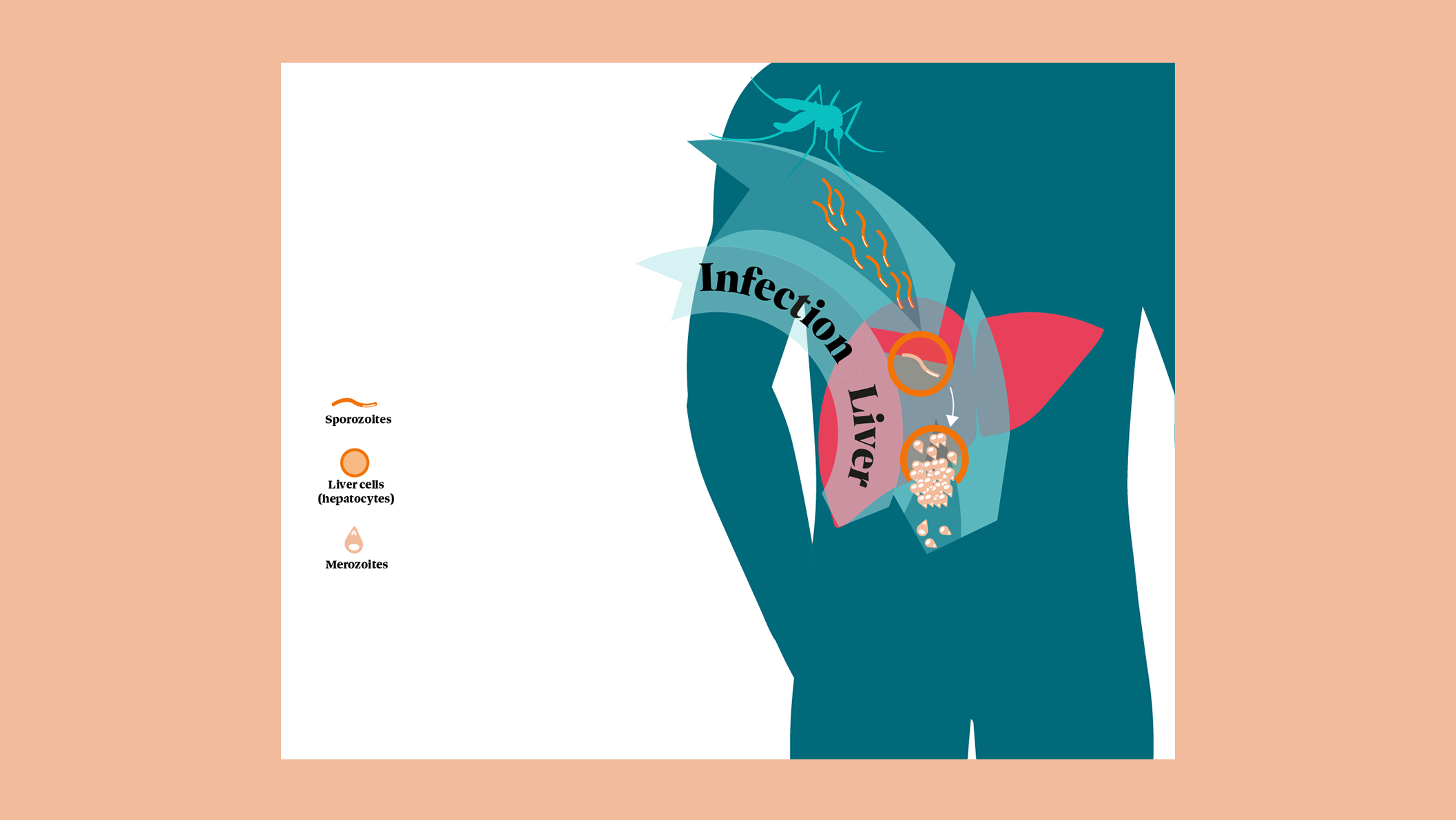 Illustration showing the malaria infection lifecycle in humans