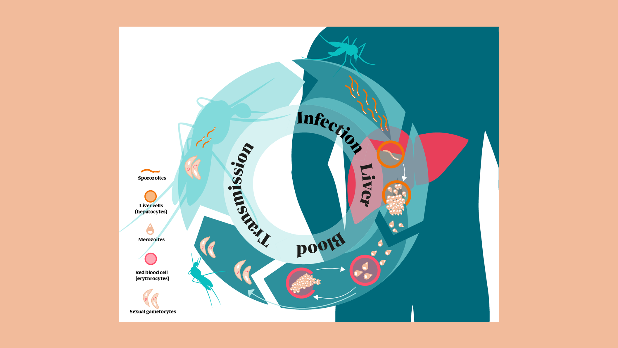 Illustration showing the malaria infection lifecycle in humans