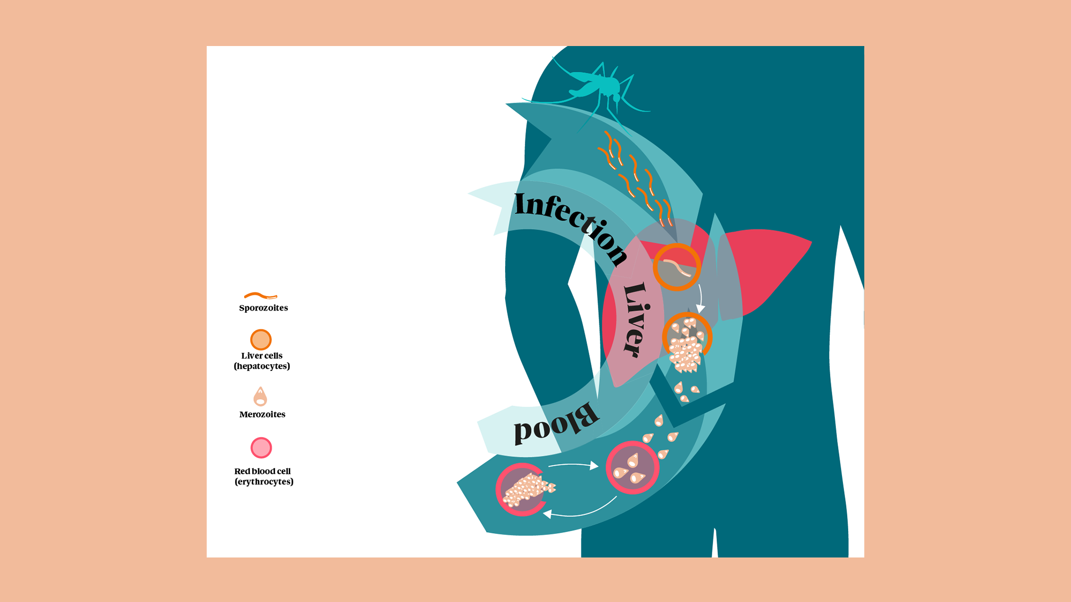Illustration showing the malaria infection lifecycle in humans