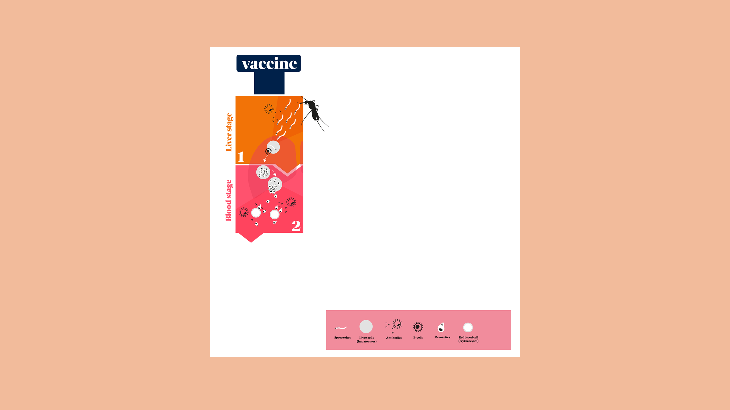 Illustration showing how the vaccine targets each stage of the shapeshifting parasite