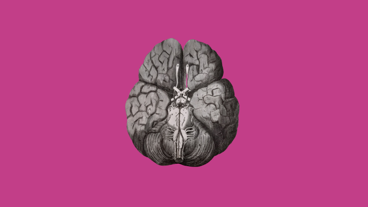 Illustration of the brain