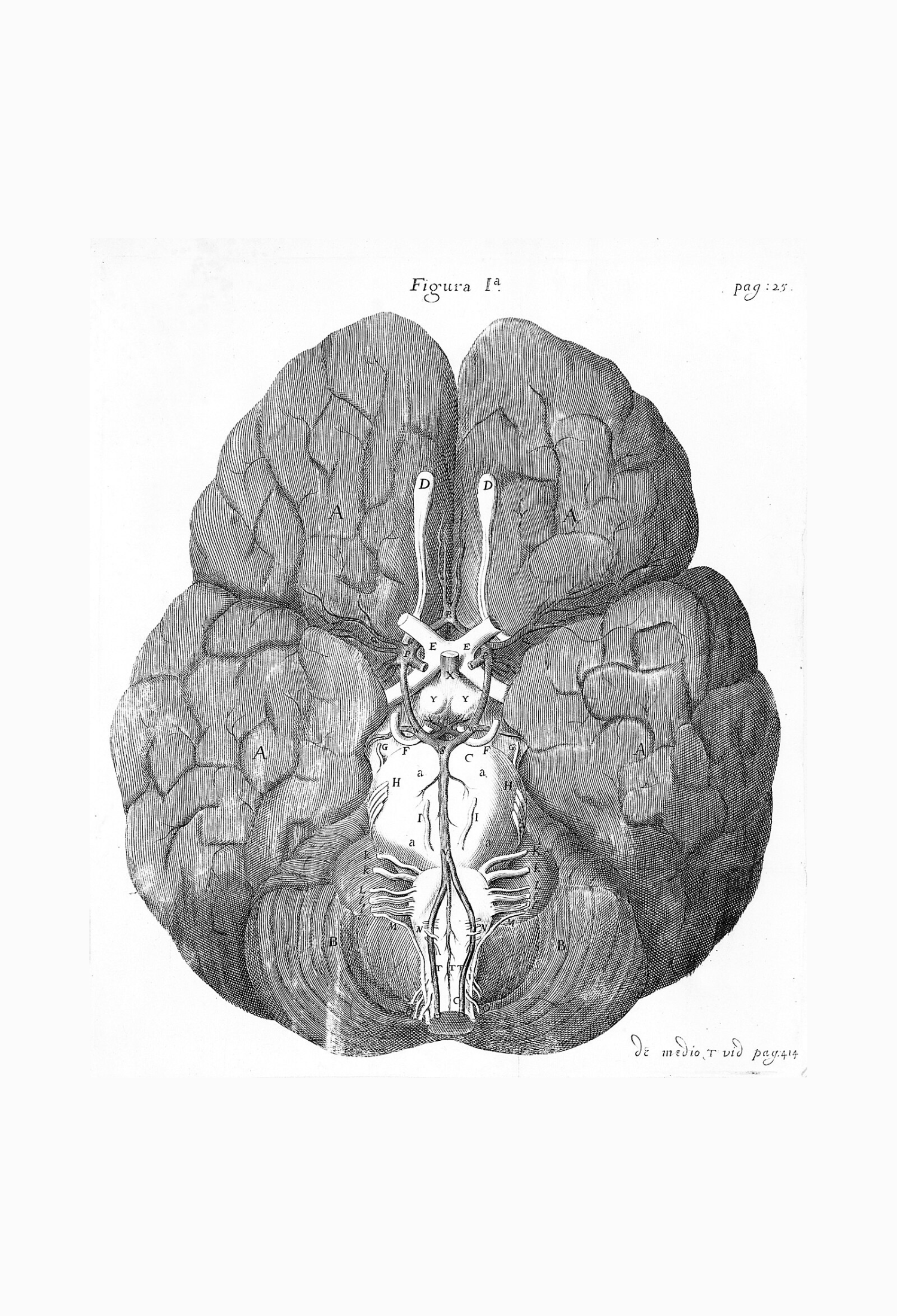 Illustration of the brain