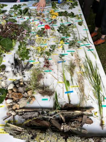 Labelled plants spread out on a cloth