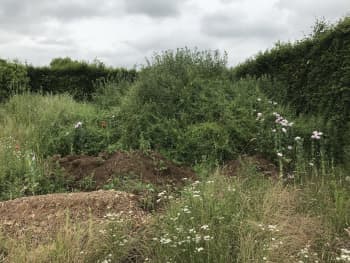 Image of wild garden at Begbroke