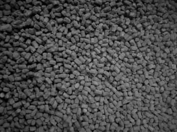 Close-up mage of lichen