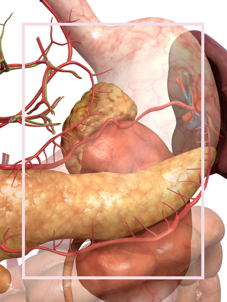 Renderings of the pancreas and surrounding organs