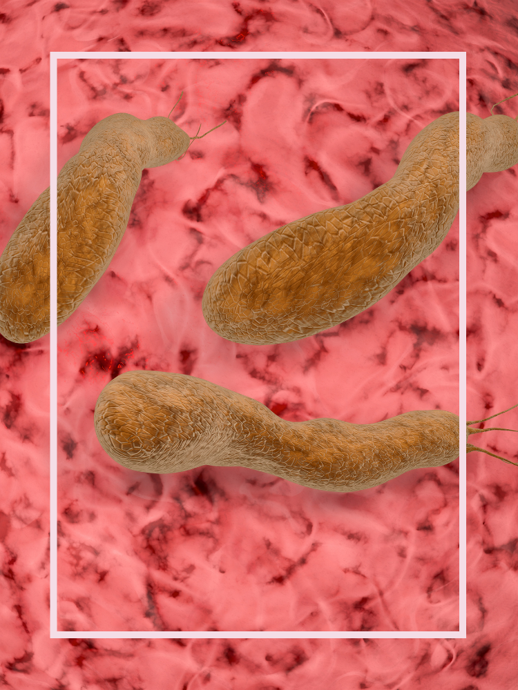 H. pylori bacteria
