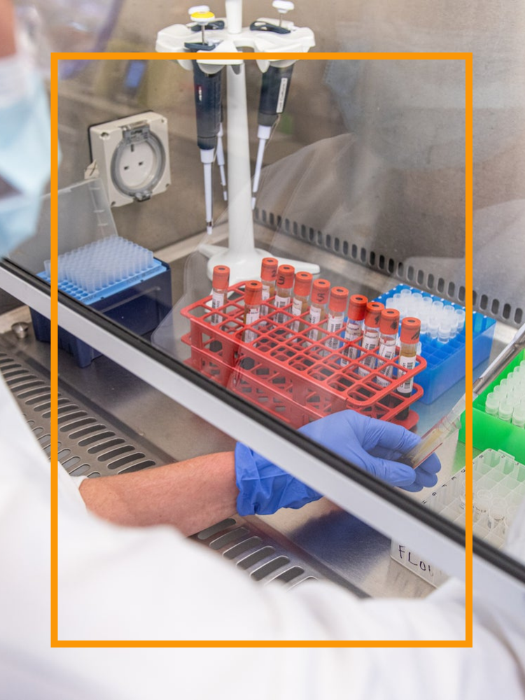 A gloved hand working with a tray of lab samples