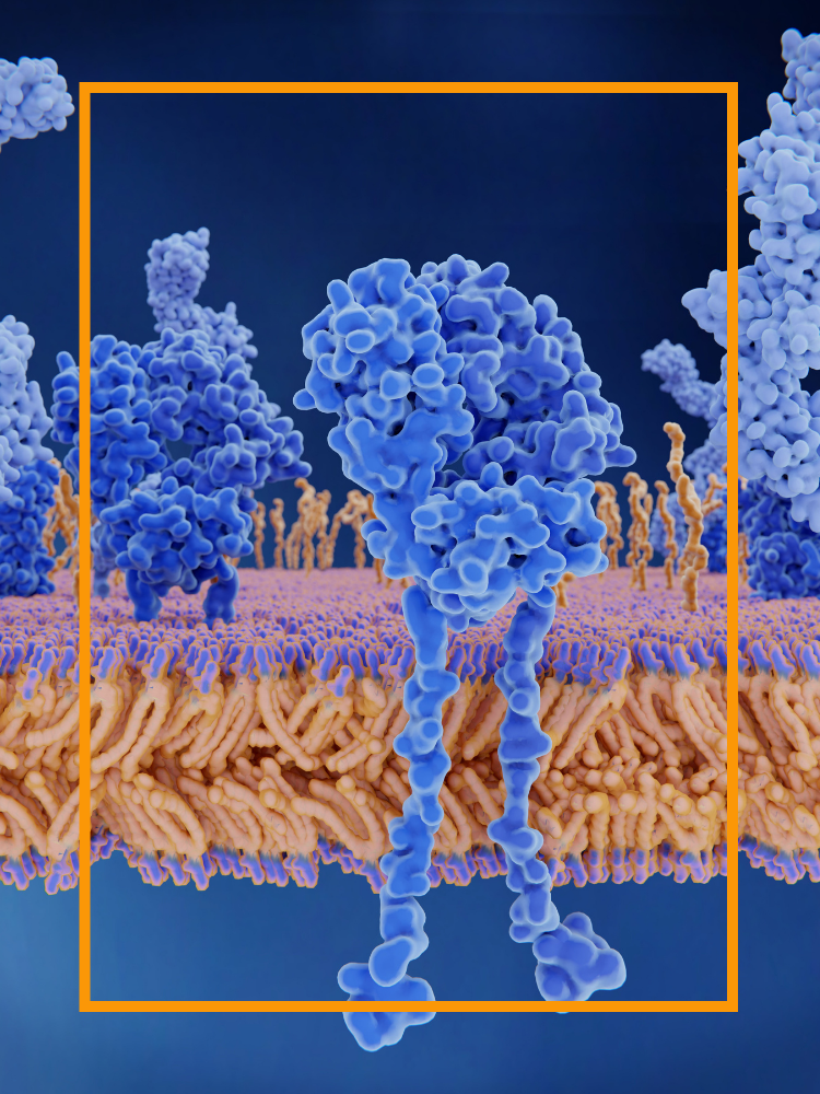 Illustration of a cell membrane with embedded proteins and other molecules