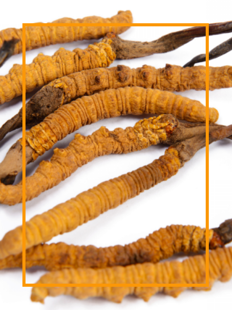 Dried Coryceps sinensis