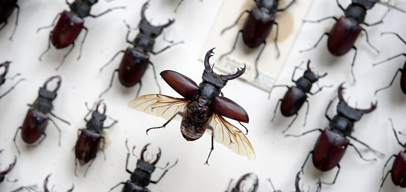 Stag beetle specimens