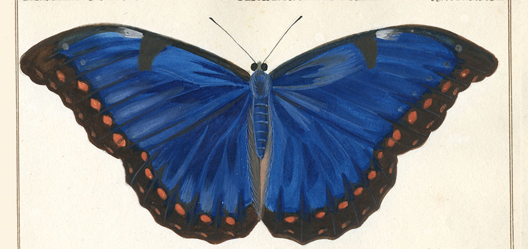 An image of a blue butterfly