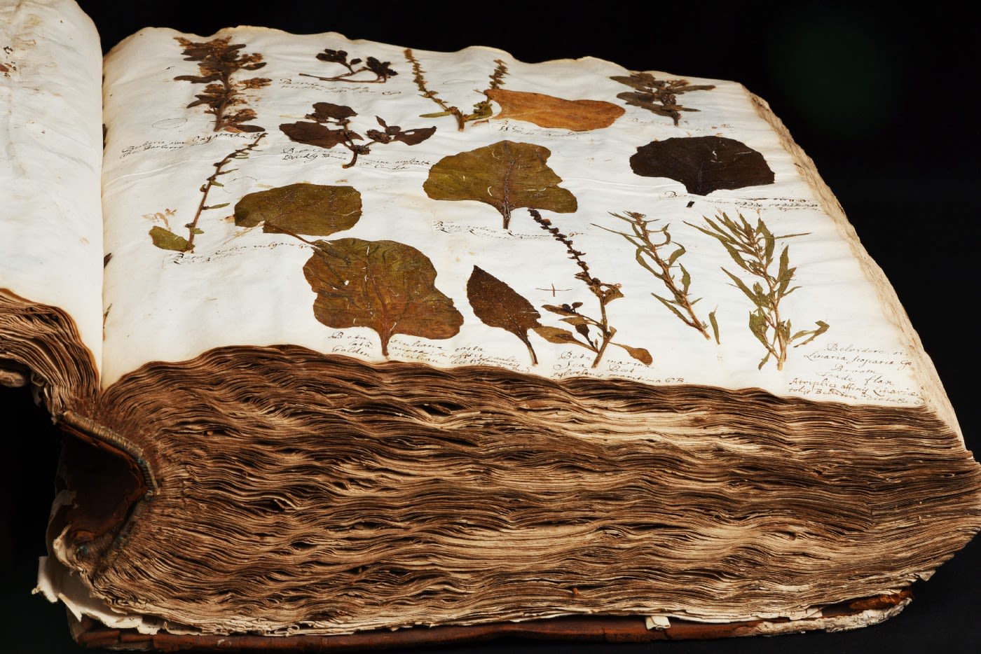 The herbarium of Bobart the Elder