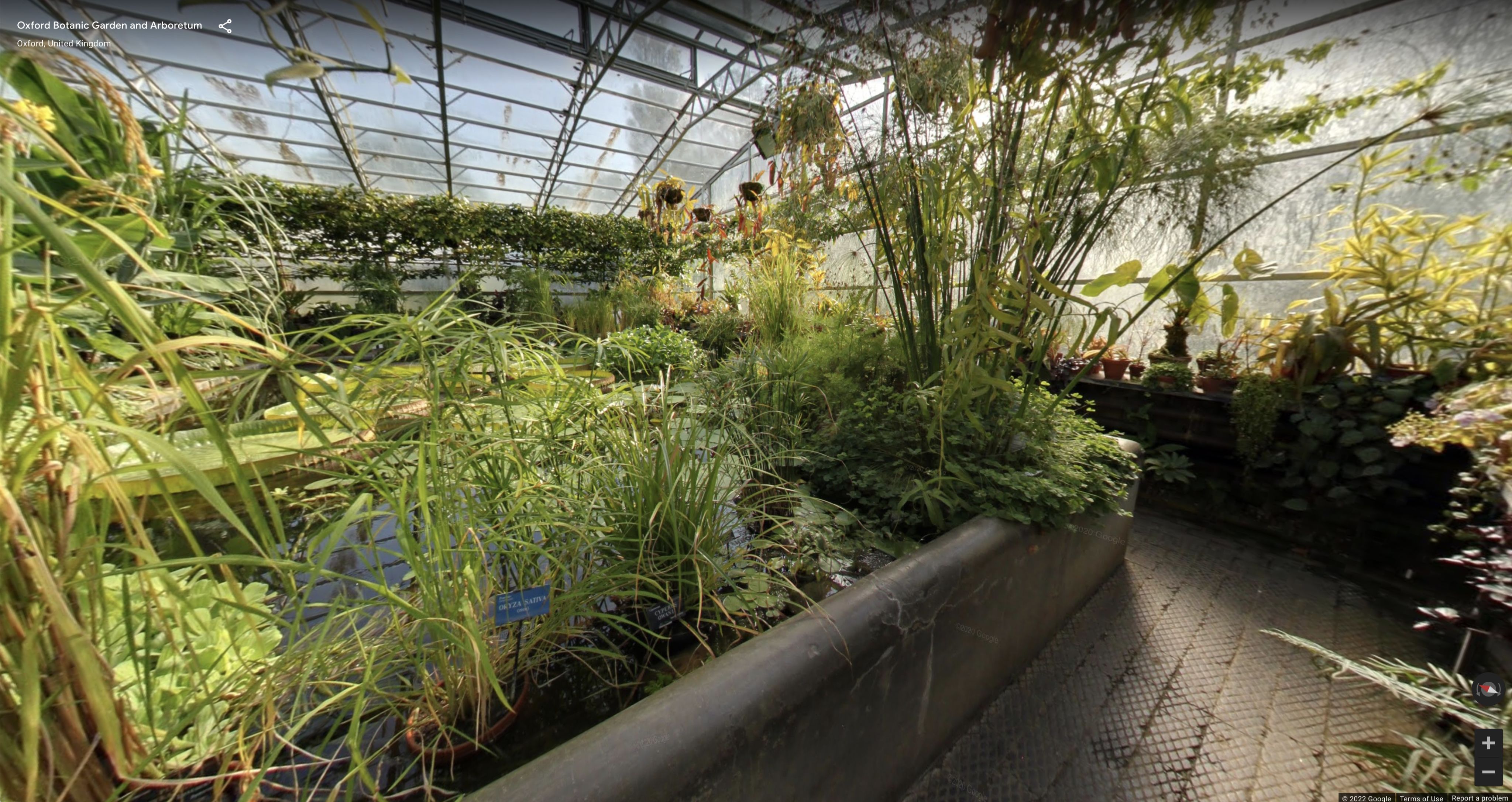Inside a greenhouse at the Botanic Gardens