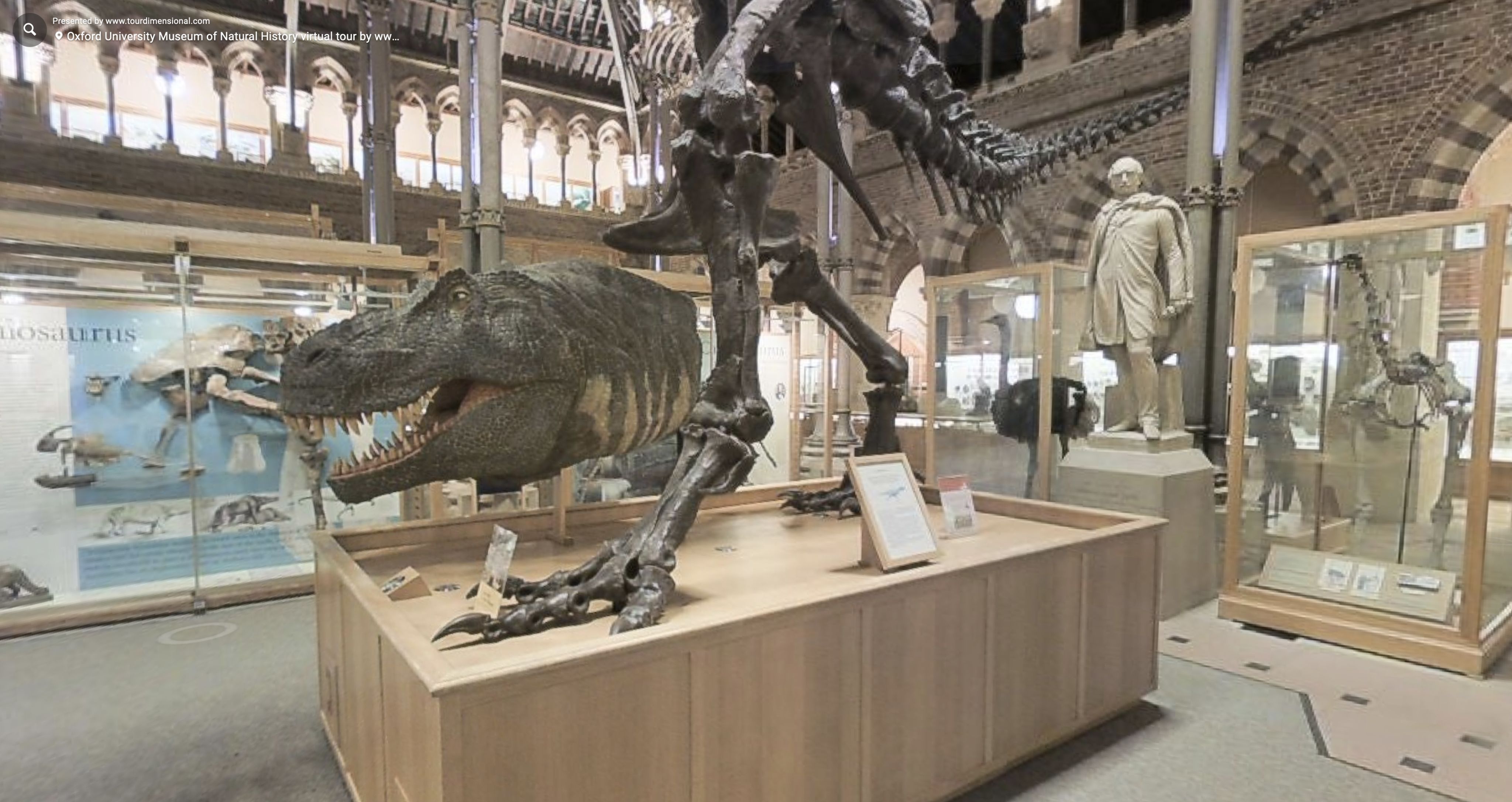 A close-up of a display inside the Oxford University Museum of Natural History