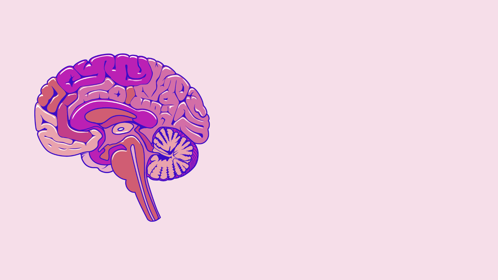 Illustration of a human brain 