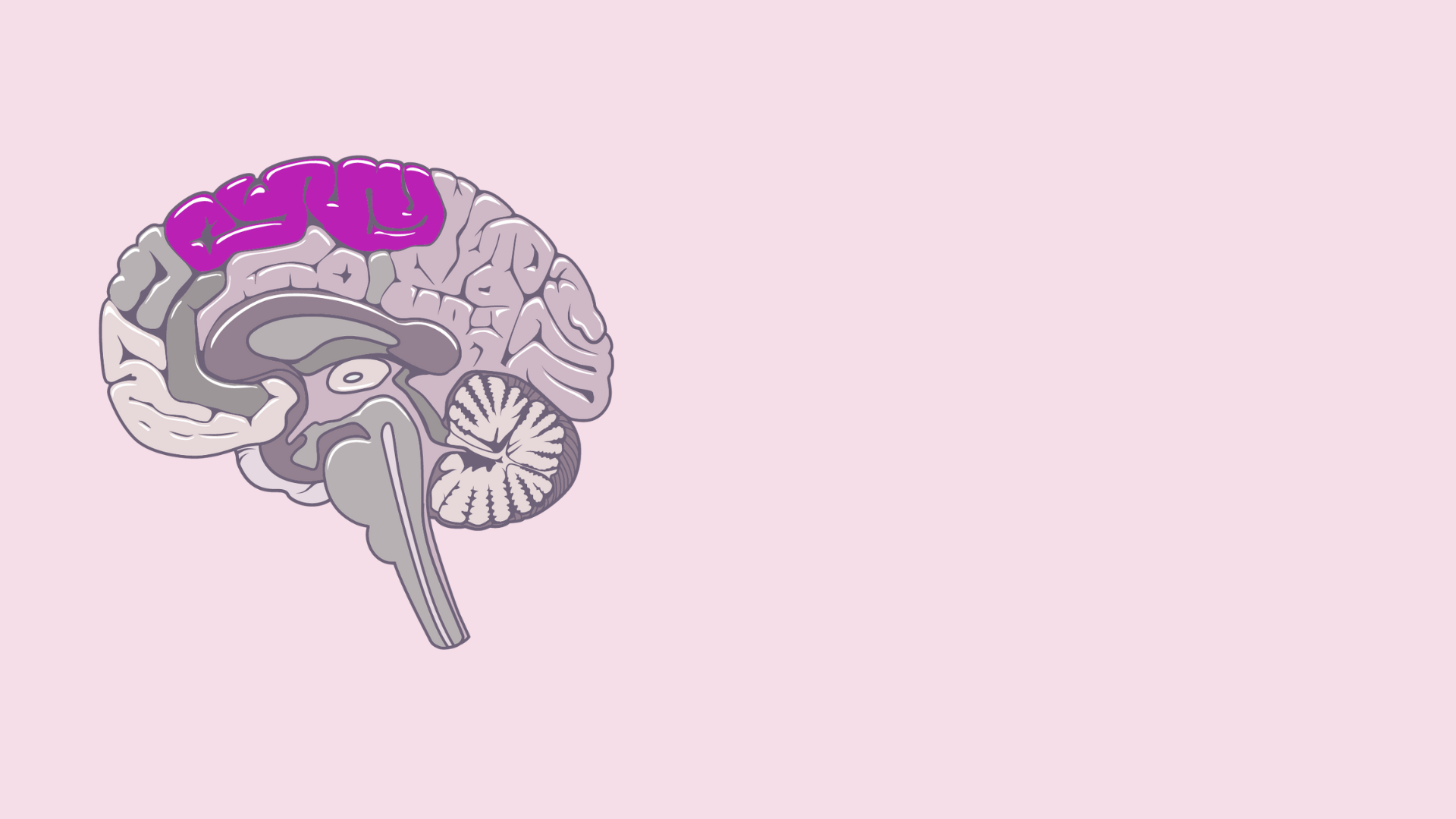 Illustration of a human brain with cerebrum highlighted