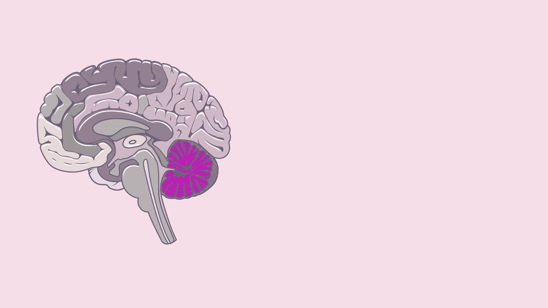 Illustration of a human brain with cerebellum highlighted