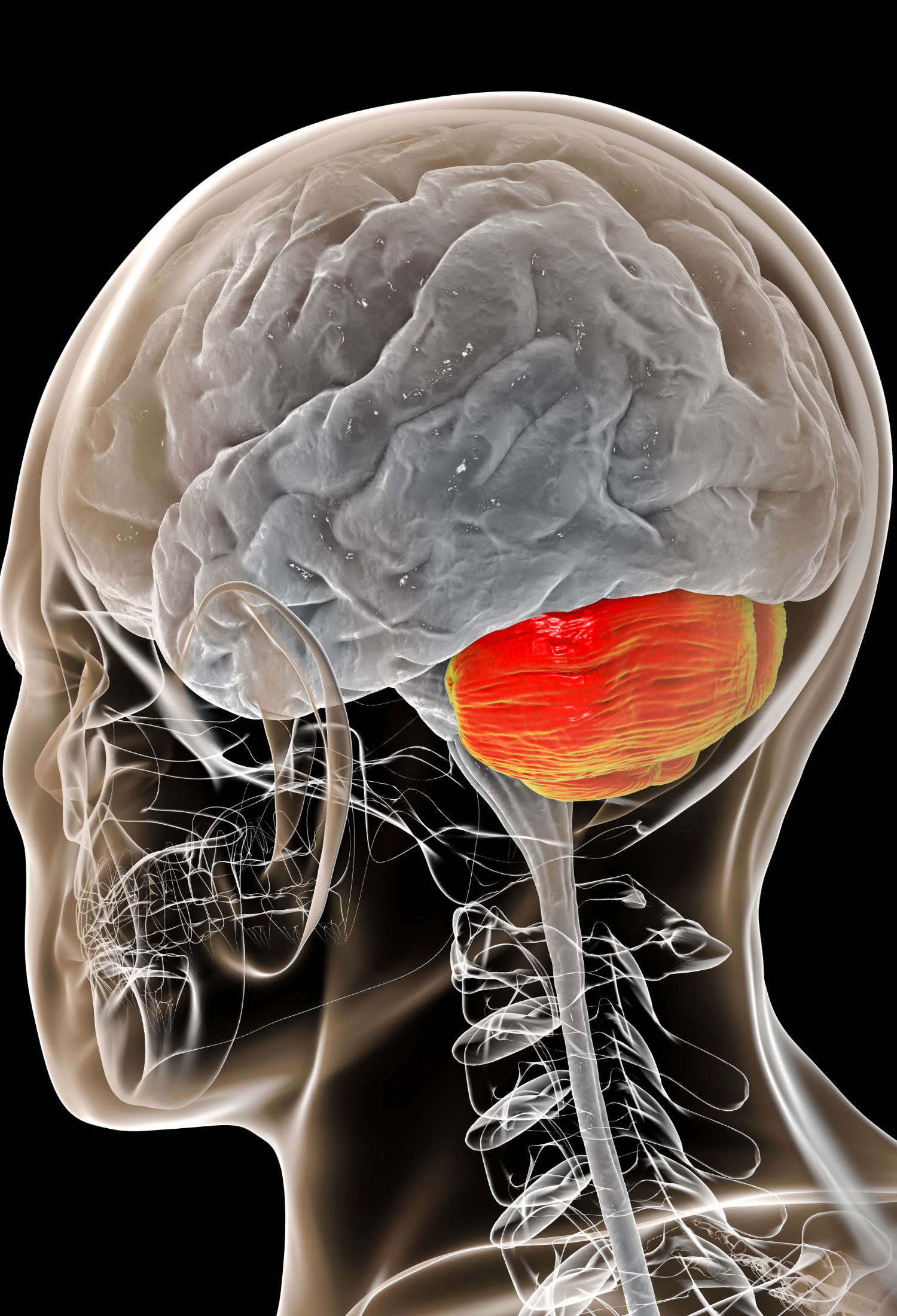 A diagram of the brain highlighting the cerebellum