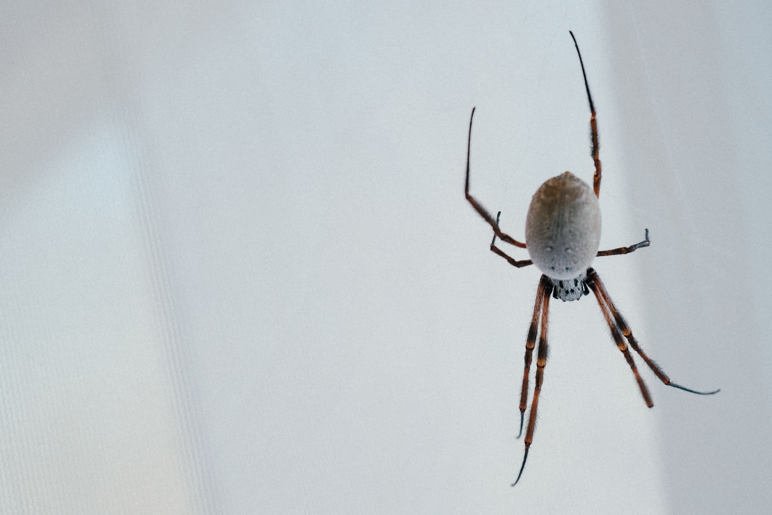 Spiders, surgery and sustainable silk