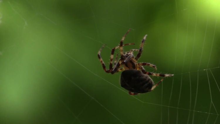 Ask Smithsonian: How Do Spiders Make Their Webs?, At the Smithsonian
