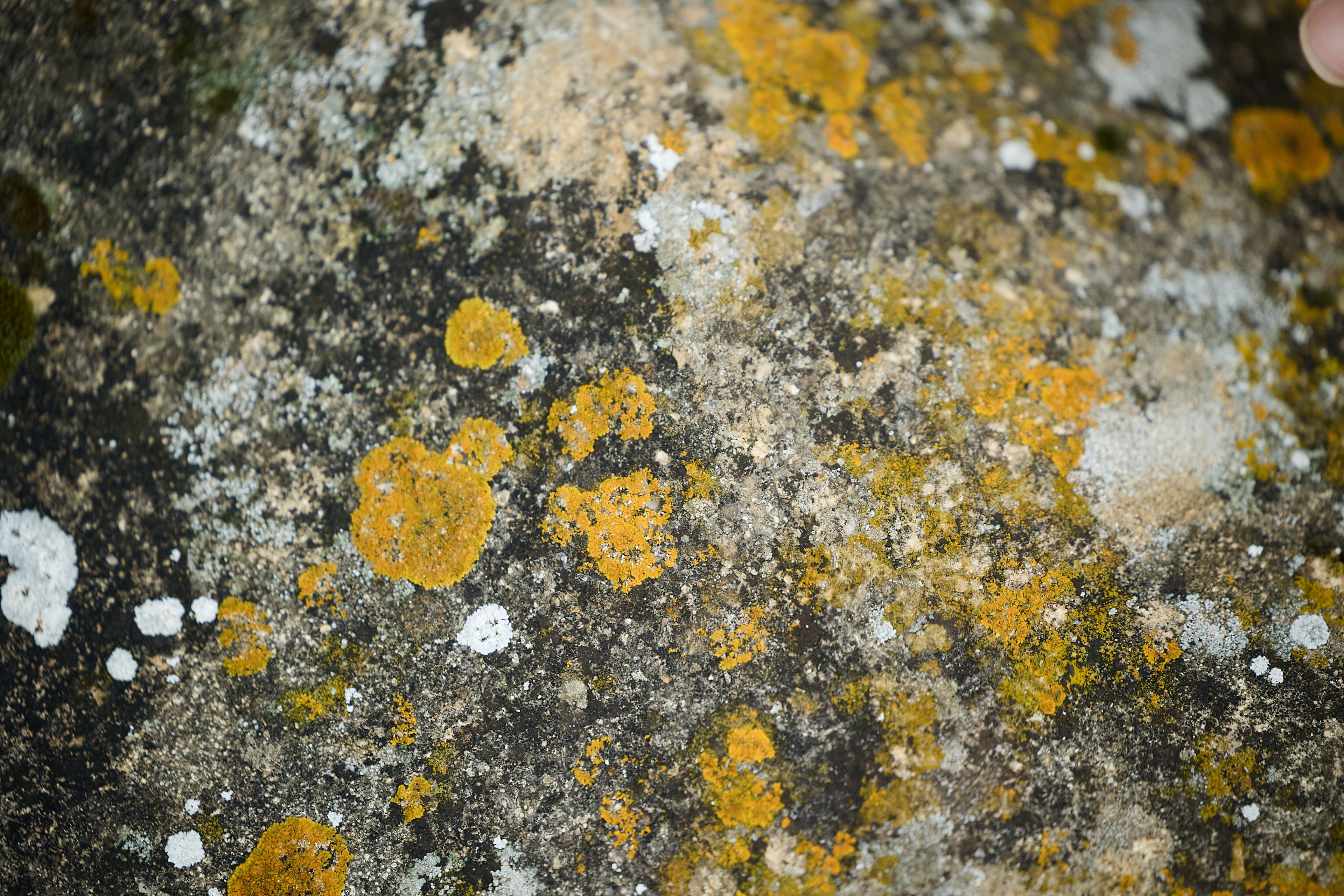 Close-up mage of lichen