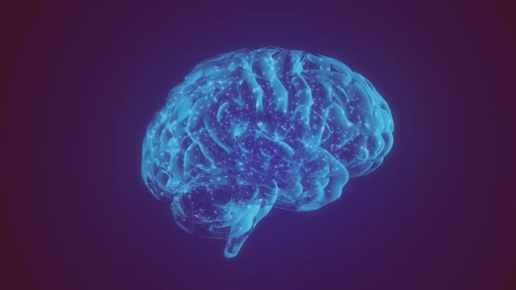 Brain area found that may make humans unique