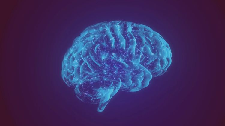 This unique human brain structure may have given us speech - Big Think